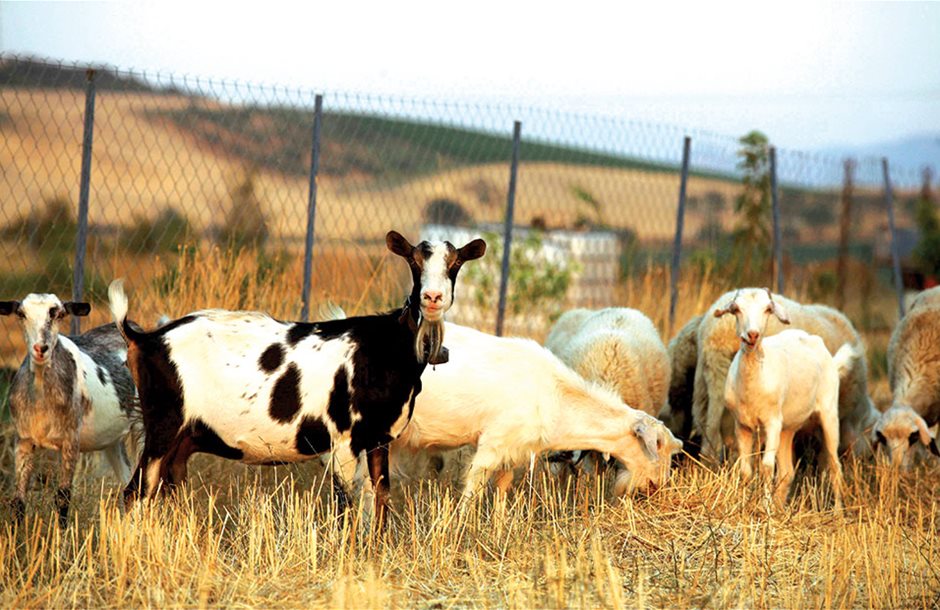 Επιδότηση έκπληξη έως 45 ευρώ το κεφάλι για τα αιγοπρόβατα - ΟΠΕΚΕΠΕ- Η ΕΥΧΑΡΙΣΤΗ ΕΙΔΗΣΗ ΤΗΣ ΗΜΕΡΑΣ